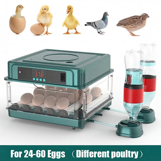 hatchi-eggo-img-03.jpg__PID:594c0fbb-572c-405a-9b9f-6175ed4e41ee