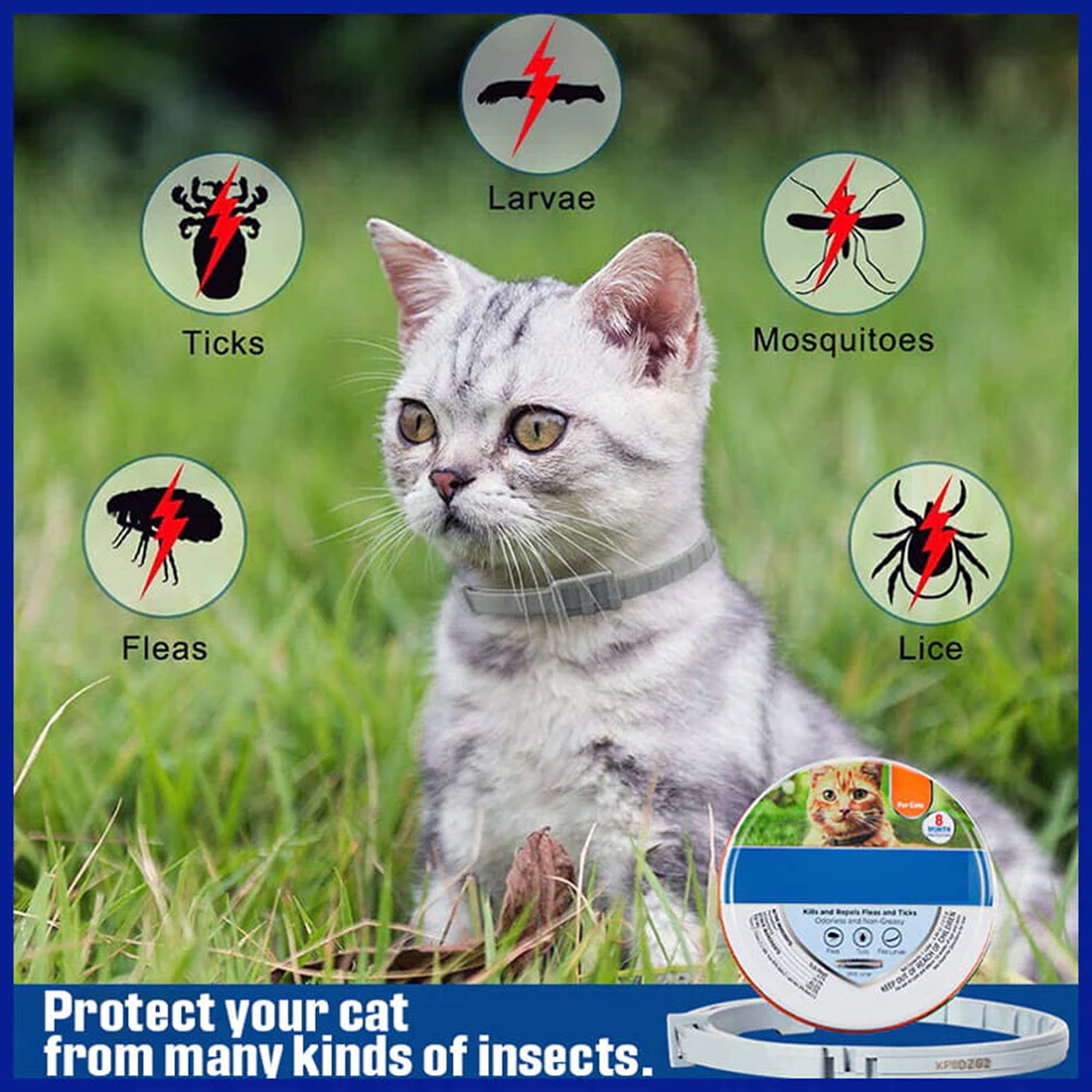 PetBrotex 1
