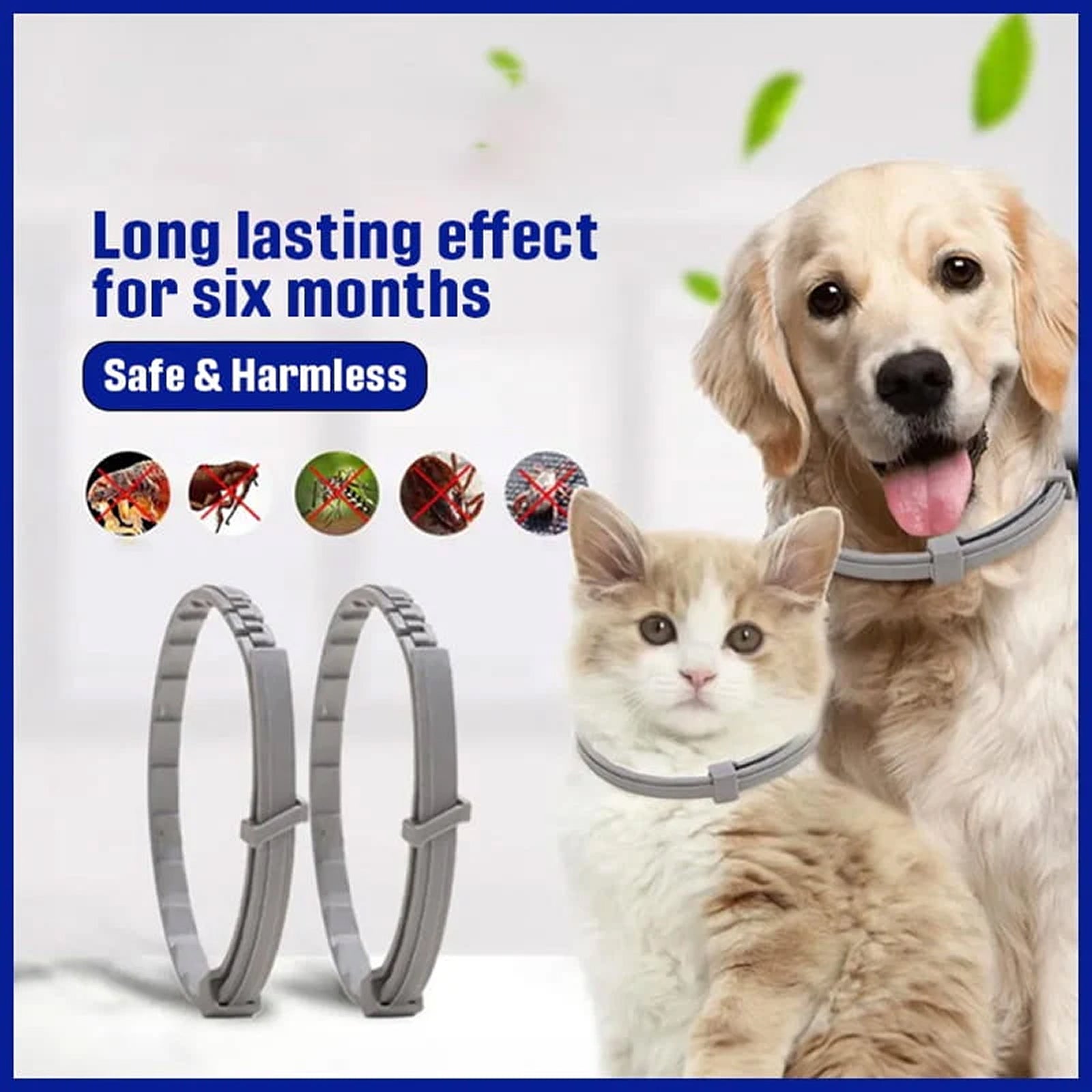 PetBrotex