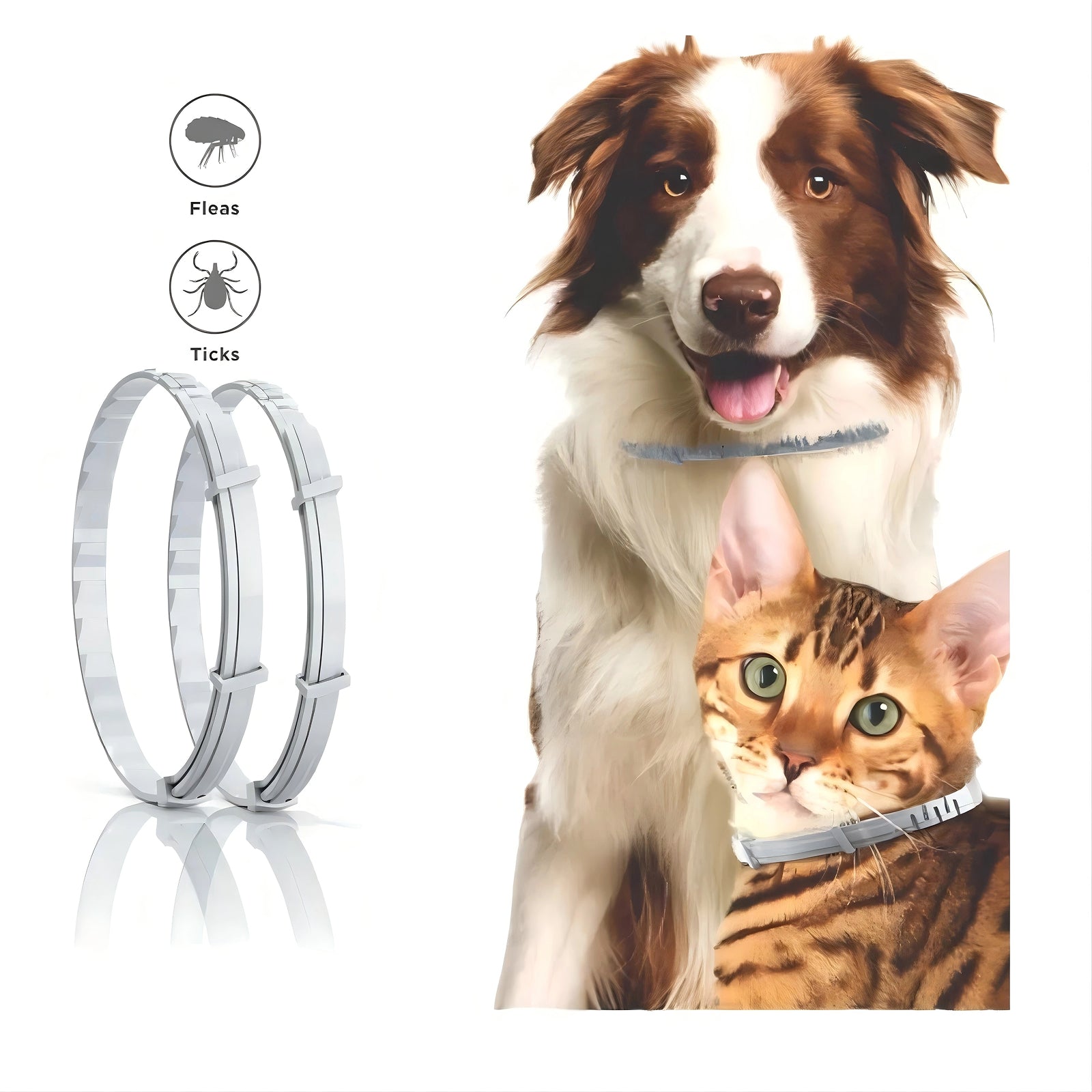 PetBrotex